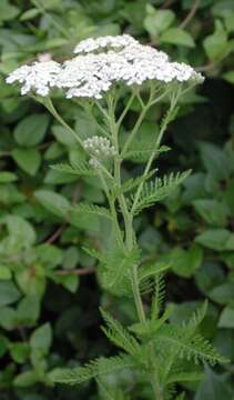 Image of yarrow, milfoil