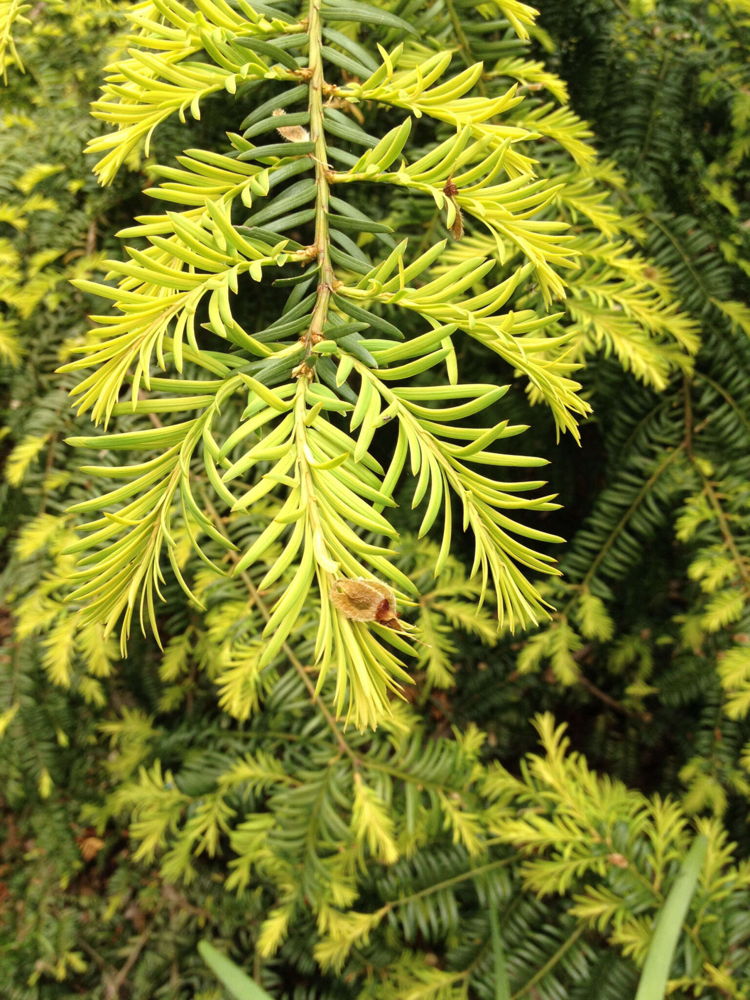 Image of Chinese yew