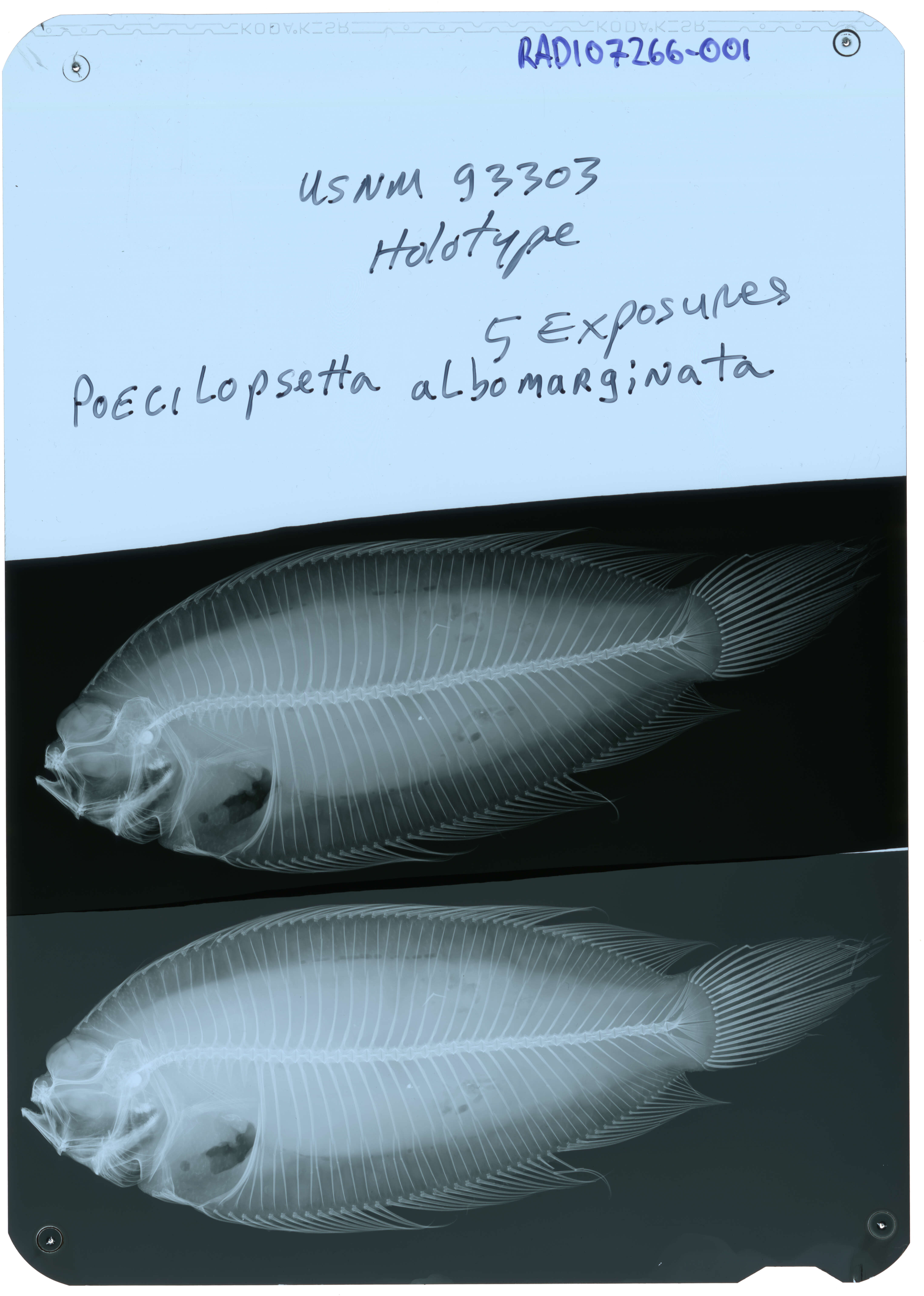 Poecilopsetta inermis (Breder 1927) resmi