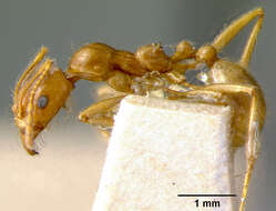 Image of Aphaenogaster barbigula Wheeler 1916