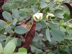 Image of Gaudichaud's senna