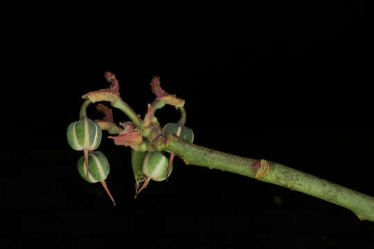 Image of Euphorbia cymbifera (Schltdl.) V. W. Steinm.