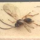 Image of Dacnusa nigropygmaea Stelfox 1954