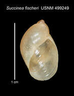 Image of <i>Succinea fischeri</i> Gassies 1871