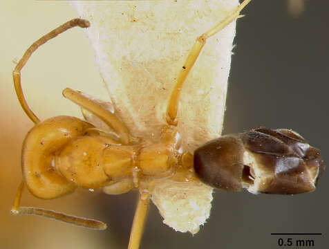 Image of Dorymyrmex pyramicus peruvianus Wheeler 1919