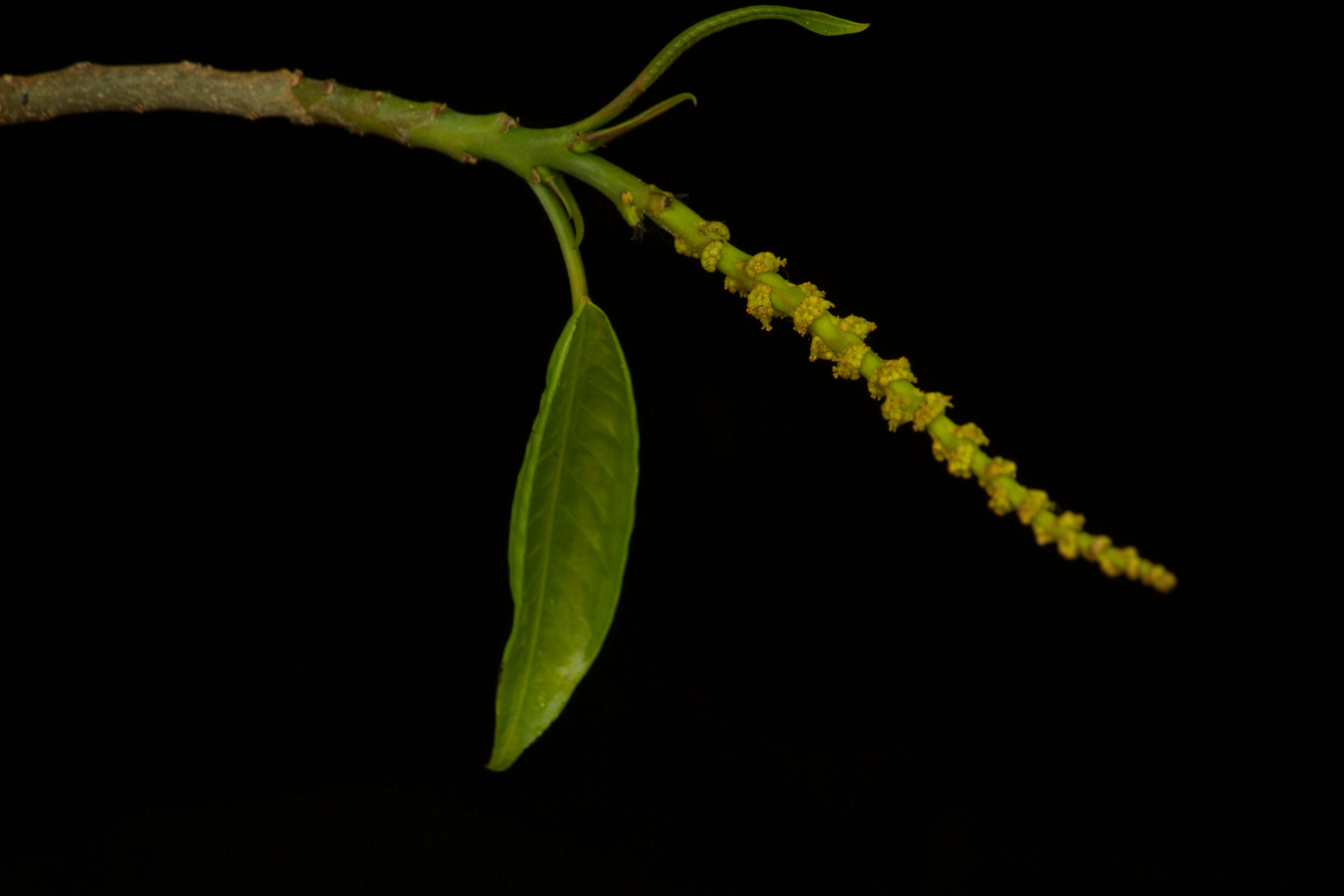 Imagem de Pleradenophora tikalana (Lundell) A. L. Melo & Esser