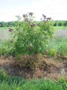 صورة Aesculus glabra var. arguta (Raf.) B. L. Robins.