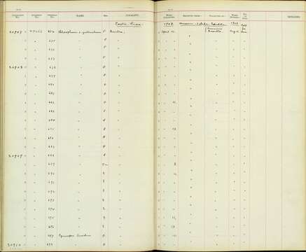 صورة Cyanerpes lucidus isthmicus Bangs 1907