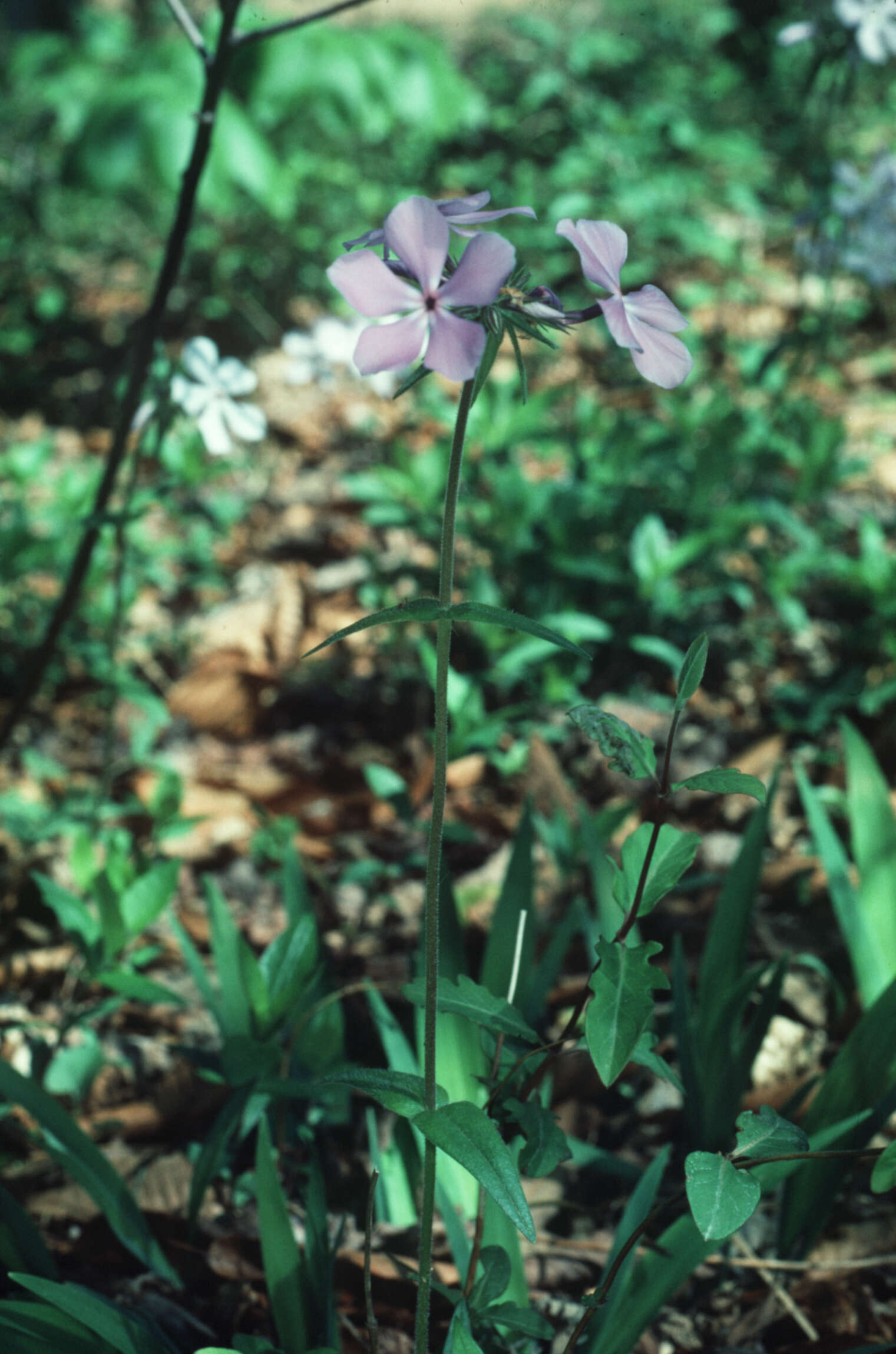 Image of downy phlox