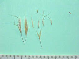 Image of North Africa grass