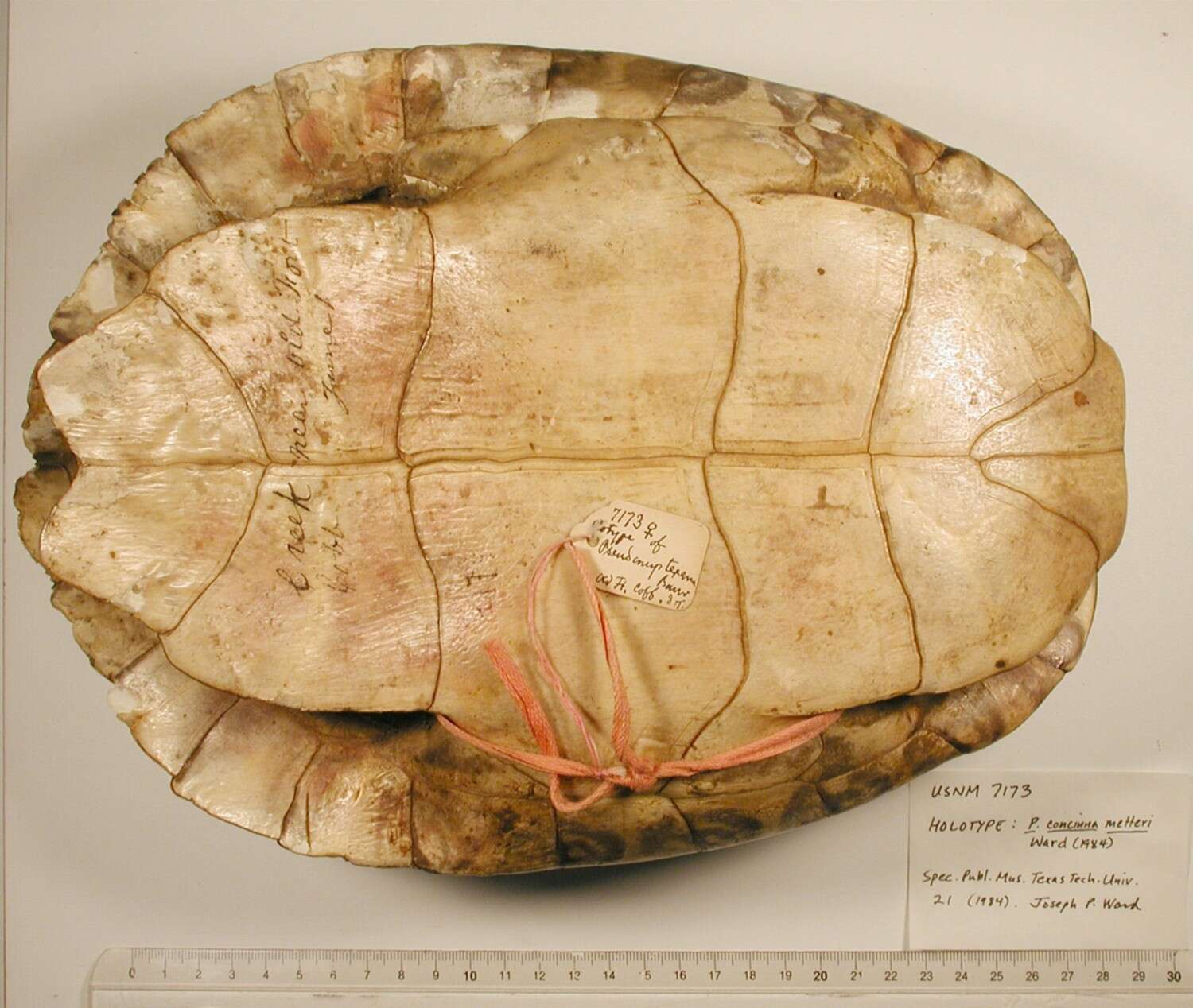 Image of Eastern River Cooter