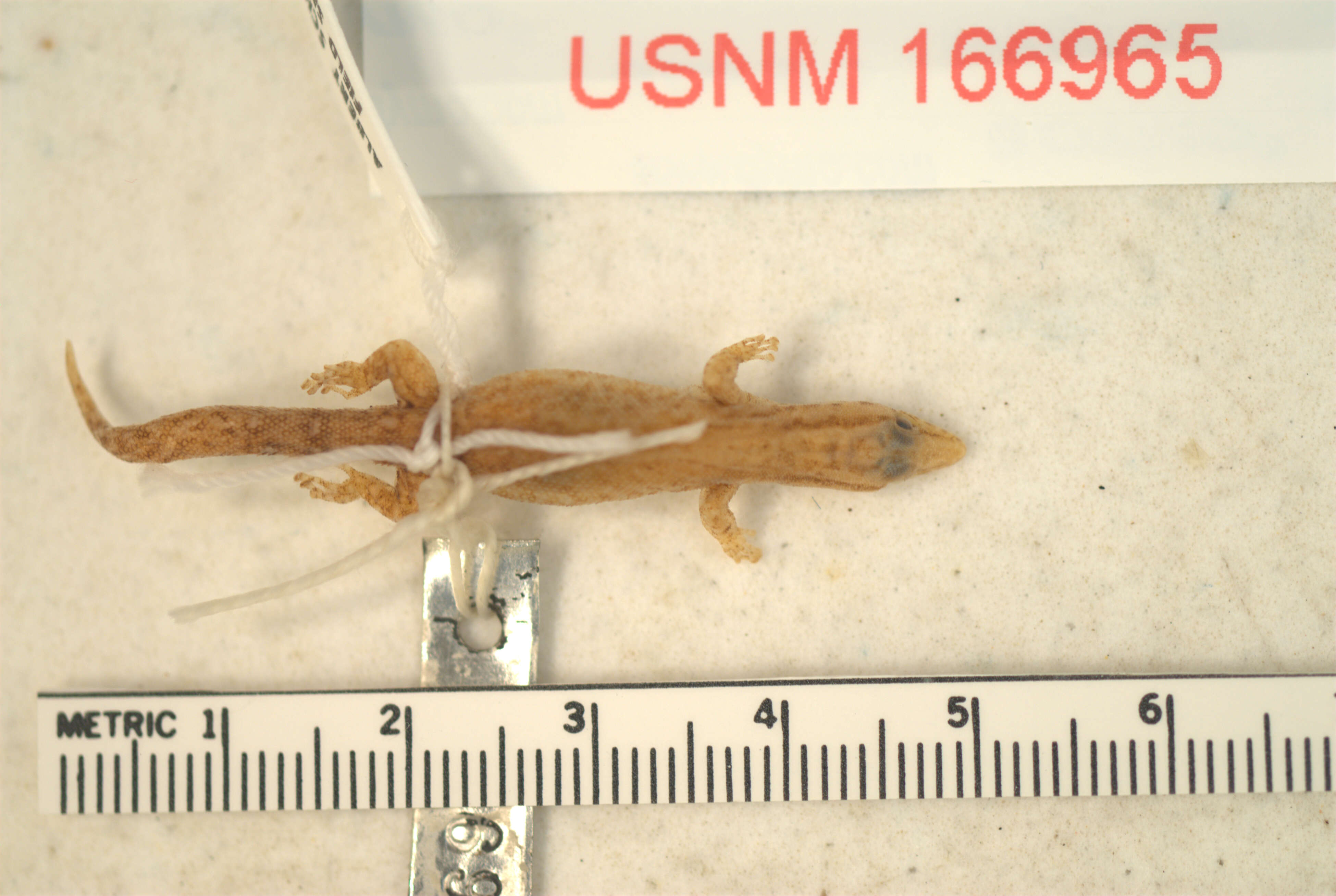 Image of Sphaerodactylus clenchi apocoptus Schwartz 1983