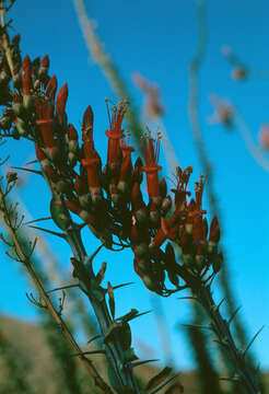 Image of ocotillo