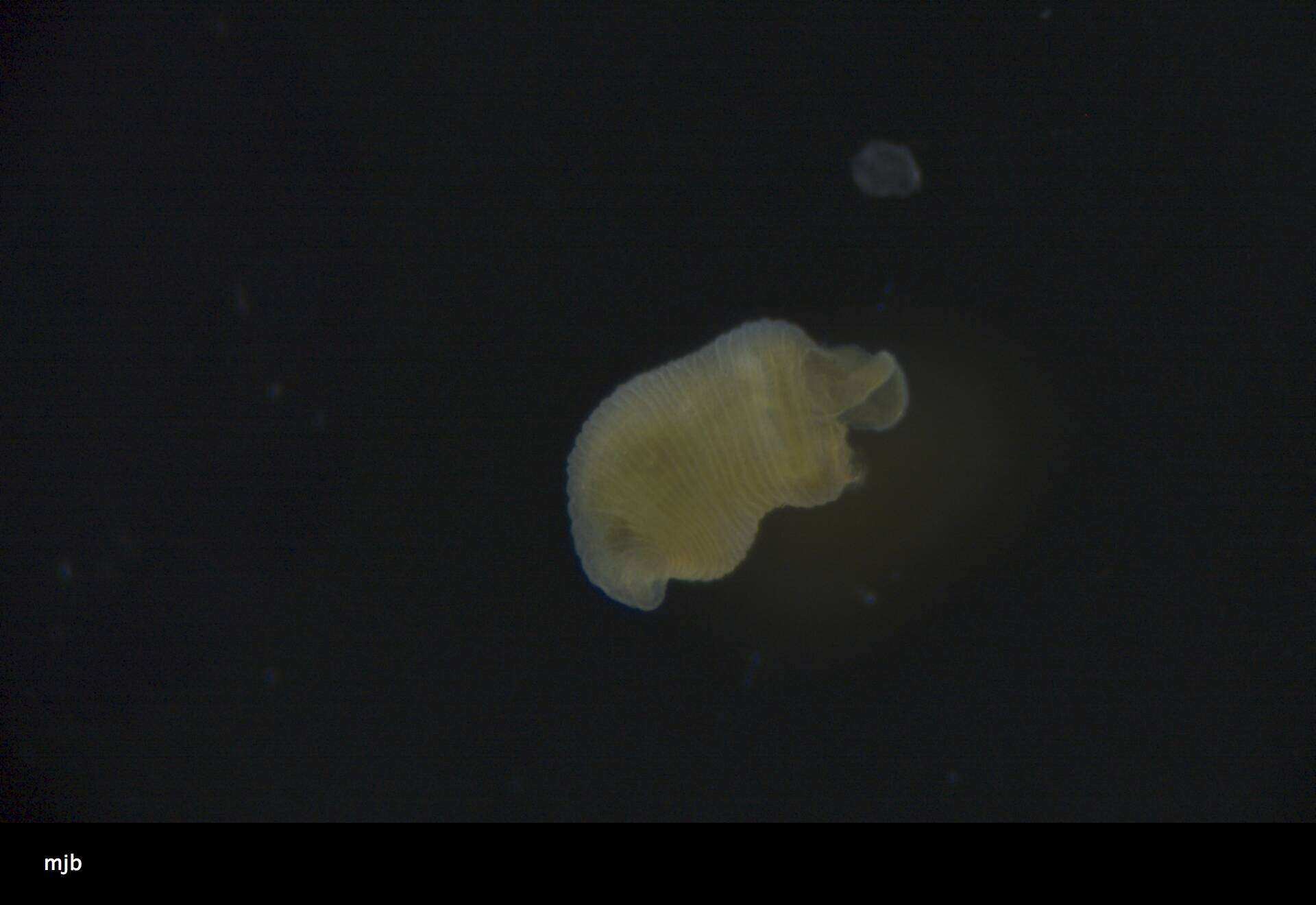 Image of Siphonosoma Spengel 1912