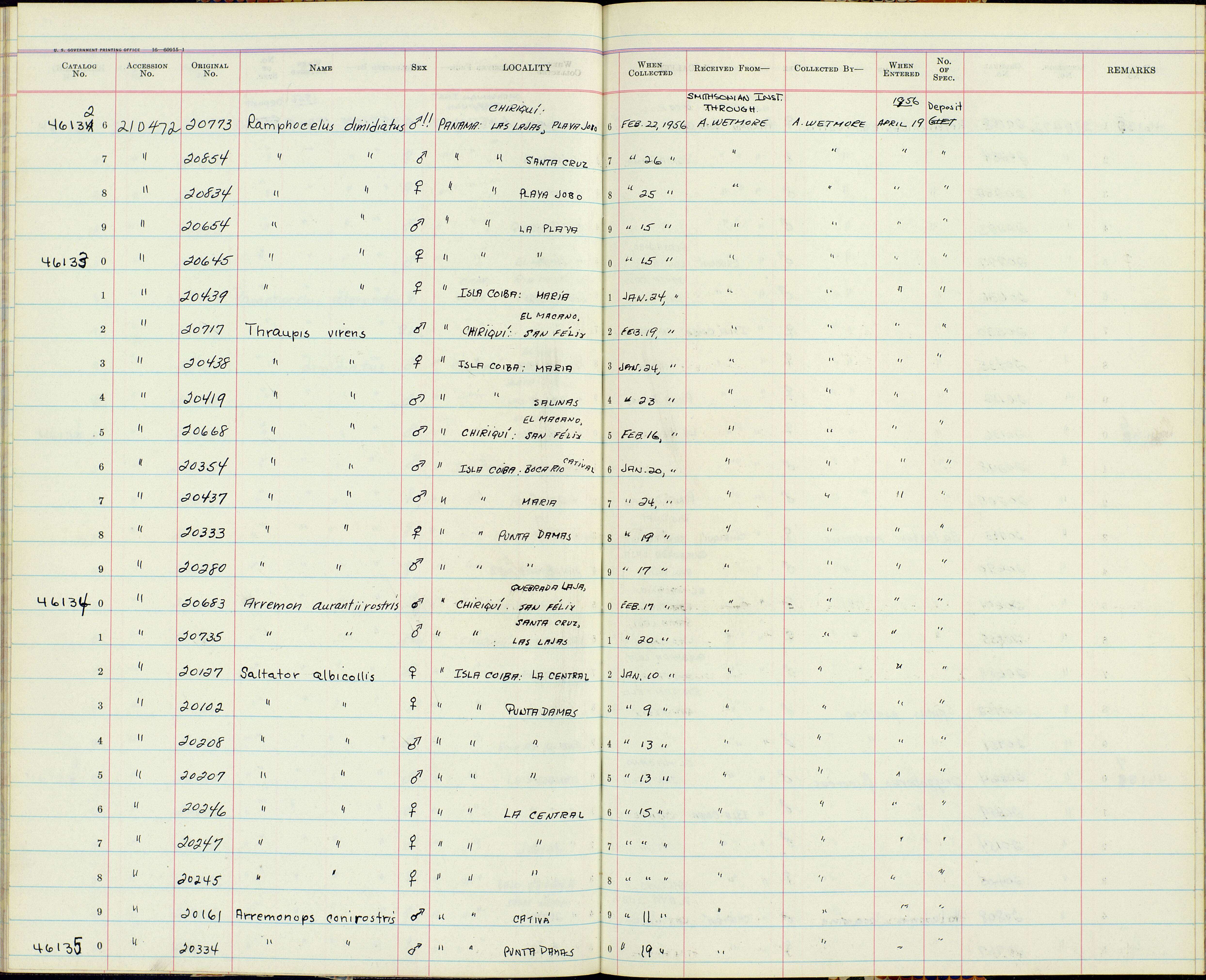 Sivun Thraupis episcopus cumatilis Wetmore 1957 kuva