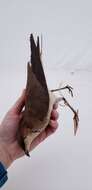 Image of Black-winged Pratincole