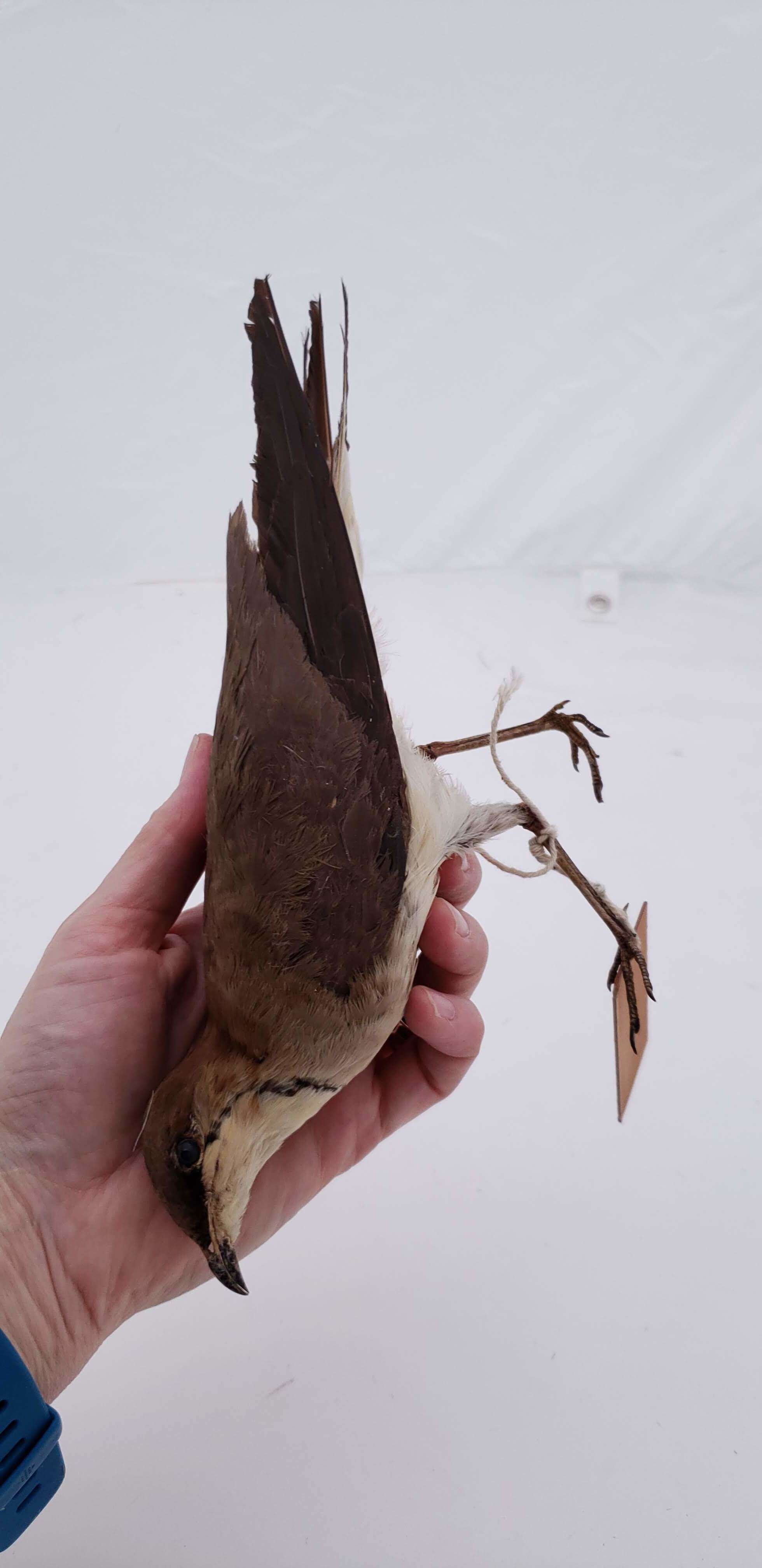 Image of Black-winged Pratincole