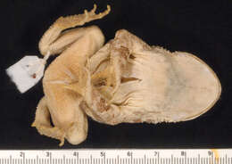 Sivun Incilius nebulifer (Girard 1854) kuva