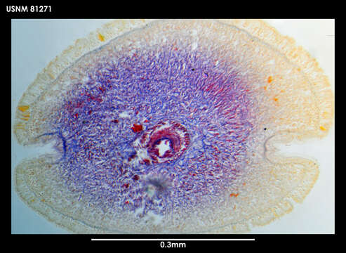 Image of Paramicrurinella falklandica Gibson 1985