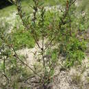 Imagem de Helianthemum canadense (L.) Michx.