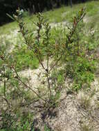 Image of Helianthemum canadense (L.) Michx.