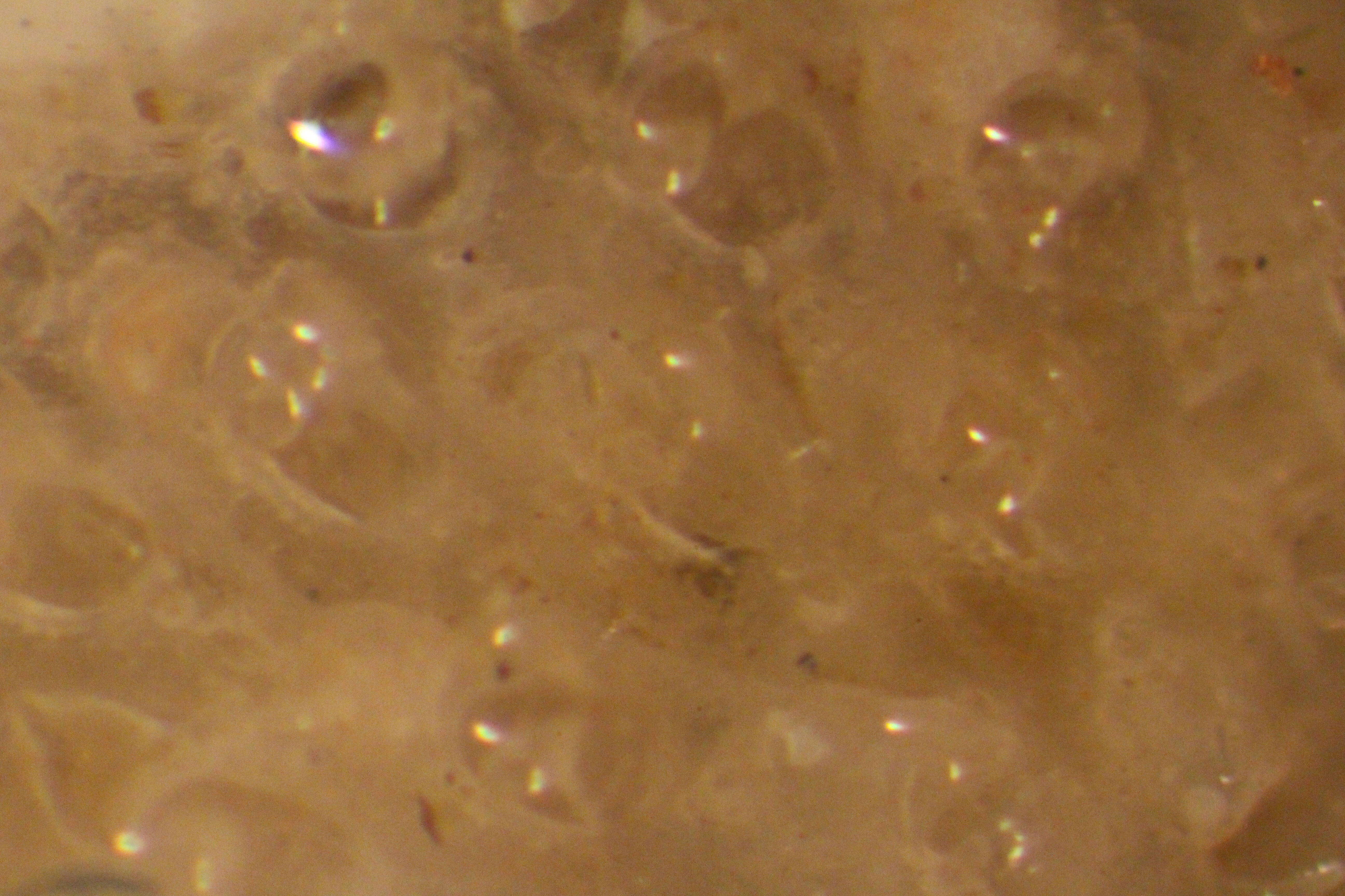 Image of Doryporellidae