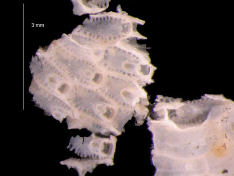 Image of Smittoidea ornatipectoralis Rogick 1956