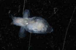 Image of Clionidae