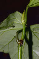 Image of morning-glory begonia