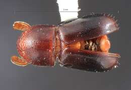 Image of Corthylus coronatus Eggers 1933