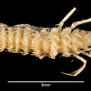 Image of Acantharcturus acutipleon Schultz 1981