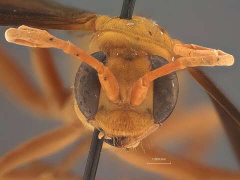 Image of Hemipepsis dubitans Banks 1934