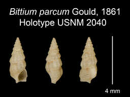 Image of Ittibittium Houbrick 1993