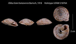Image of Obba listeri batanensis Bartsch 1918