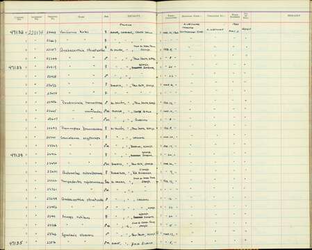 Image de Xenops rutilans septentrionalis Zimmer & JT 1929