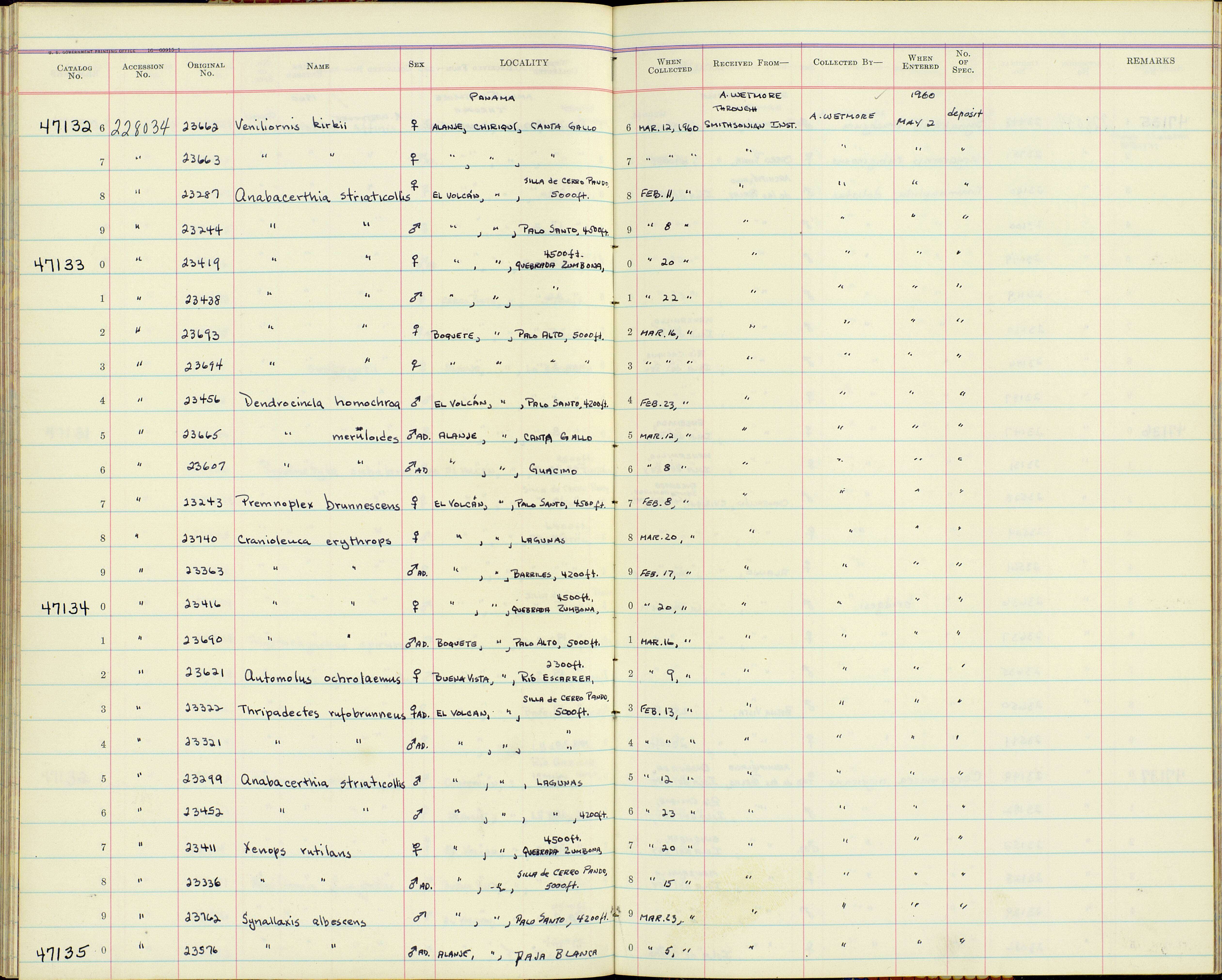 Image de Xenops rutilans septentrionalis Zimmer & JT 1929