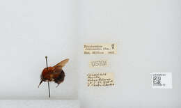 Sivun Bombus rubicundus Smith 1854 kuva