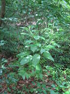 Image of American Nightshade