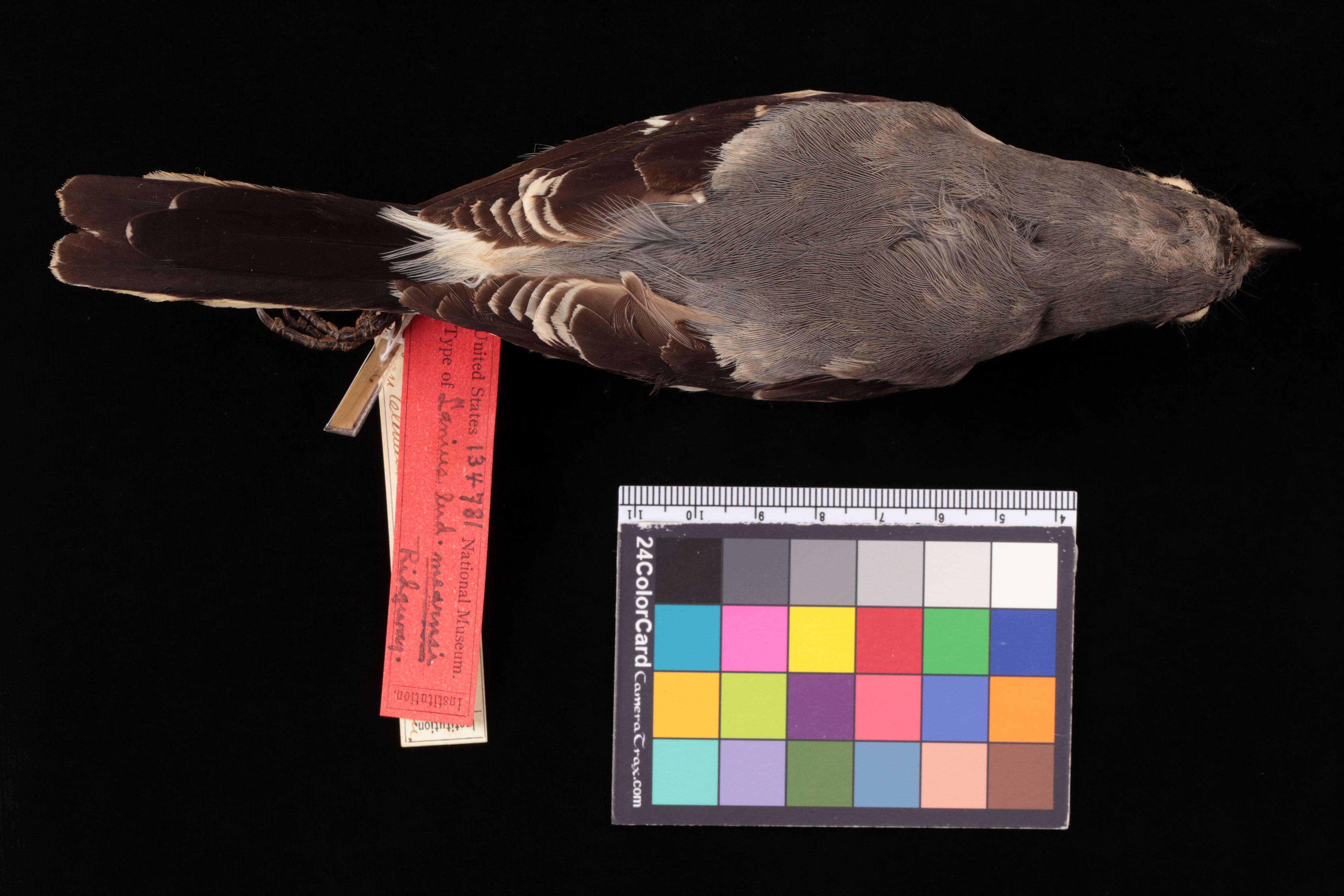 Image of San Clemente loggerhead shrike