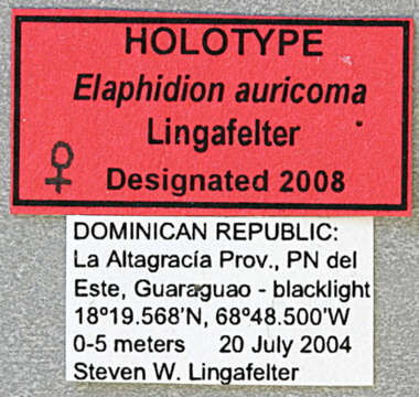 Image of Elaphidion auricoma Lingafelter 2008