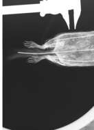 Image of Urocitellus columbianus columbianus (Ord 1815)
