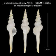 Image of Fusinus salisburyi Fulton 1930