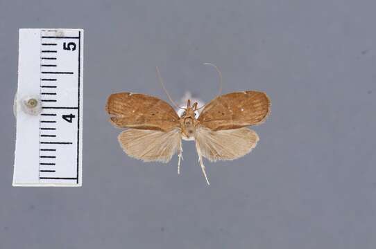 Image of Gonionota aethoptera Clarke 1971