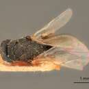 Image of Eurytoma undata Bugbee 1941