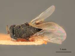 Image of Eurytoma undata Bugbee 1941