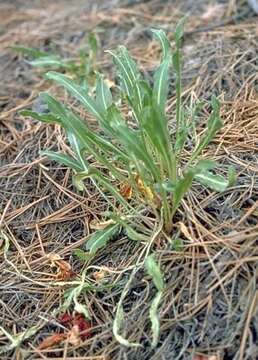 Imagem de Oenothera howardii (A. Nels.) W. L. Wagner