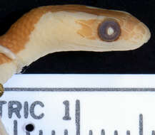 Image of Blanford's Bridal Snake