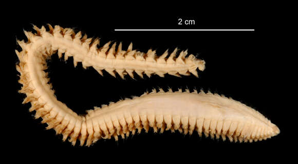 Aglaophamus digitatus Hartman 1967 resmi