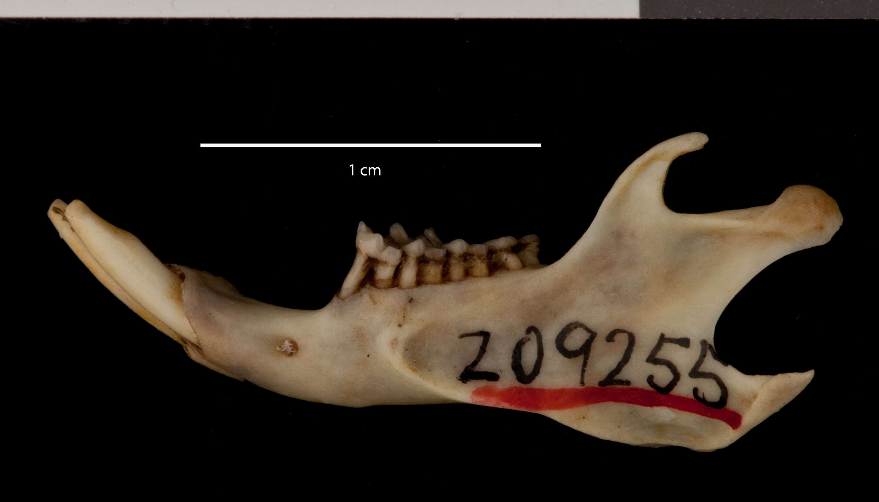 صورة Ictidomys tridecemlineatus monticola (A. H. Howell 1928)