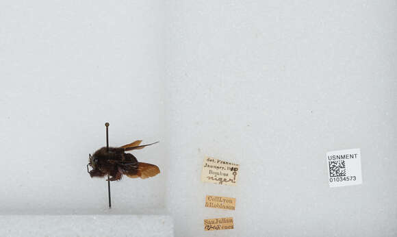 Image of Bombus morio (Swederus 1787)